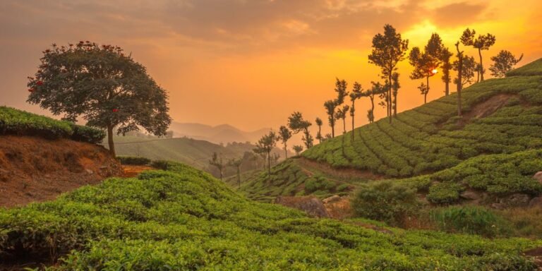 Top 10 Best Places to Live in Kerala: A Traveler’s and Resident’s Guide